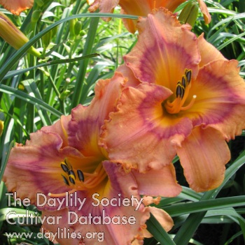 Daylily Middle of Nowhere